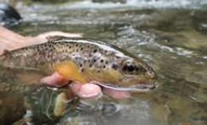 Gaule Séverine : 6 mois de pêche en rivière et en étangs !